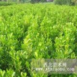 黃楊王族海棠紫葉稠李金葉垂榆紅花王子錦帶