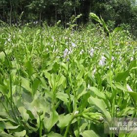 青州宿根花卉批发