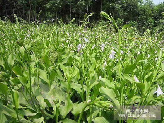 青州宿根花卉批發(fā)