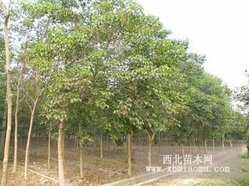 重阳木价格参考资料，重阳木价格实惠基地