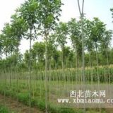 河北白蠟樹(shù) 保定大規(guī)格白蠟 處理白蠟樹(shù)小苗