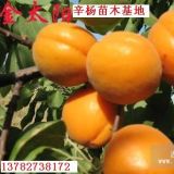 金太陽(yáng)杏，凱特杏