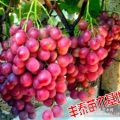 山東紅提葡萄苗,山東省紅提葡萄苗