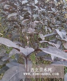 呼和浩特出售果樹苗、鄂爾多斯葡萄苗基地