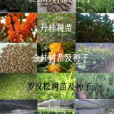 丹桂樹苗 狀元紅 朱砂桂 小苗 紅桂花 批發(fā)