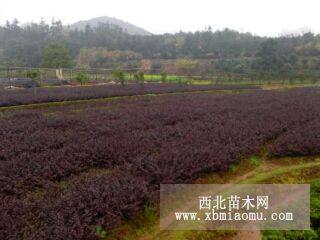 紅花繼木杜鵑“四季桂”