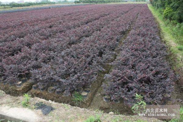 最新金华红花檵木大杯苗价格