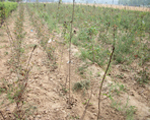 山東臻樟園林長期種植阿根廷奶油南瓜苗木/冬青苗木