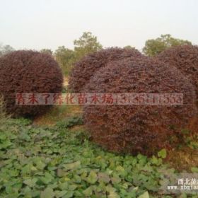 紅繼木球，精品紅繼木球，紅花繼木球大量供應(yīng)