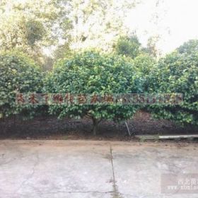 150公分茶花球大量供應(yīng)，湖南茶花基地