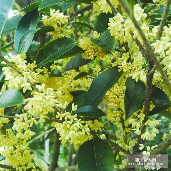 桂花苗/桂花樹