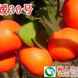 日本雜交品種愛媛30號(hào)柑橘種苗