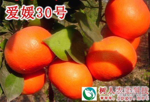 愛媛30號柑橘種苗