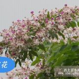 儀花（紅花樹(shù)，綠化新品種）