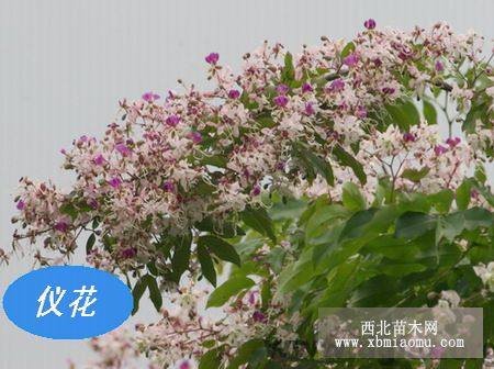 儀花樹(shù)，綠化新品種