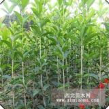 桂花樹(shù)苗/八月桂 10--120cm高 庭院綠化 苗木批發(fā)