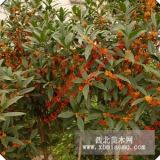 桂花/丹桂/朱砂桂/狀元紅 8-70cm 庭院觀賞 桂花苗木