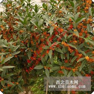 桂花樹(shù)苗/丹桂