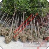 桂花樹(shù)/金桂 直徑1-5公分 庭院觀賞 園林綠化 樹(shù)木