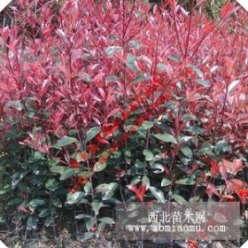 紅葉石楠批發(fā) 20—110cm 高 庭院種植 園林綠化