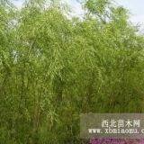 植物垂柳苗木基地，山东垂柳苗木，垂柳价格