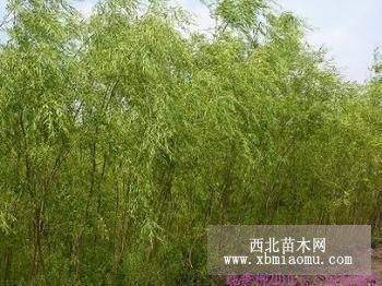 植物垂柳苗木基地，山东垂柳苗木，垂柳价格