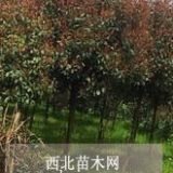 桿徑8公分紅葉石楠產(chǎn)地高桿紅葉石楠8公分價(jià)格