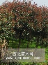 桿徑8公分紅葉石楠產(chǎn)地高桿紅葉石楠8公分價格