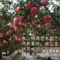 優(yōu)質(zhì)蘋(píng)果苗|紅富士|美國(guó)8號(hào)|紅嘎啦|美國(guó)紅星等