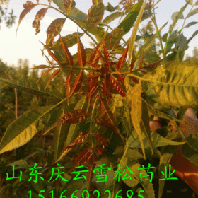 東紅歐洲白蠟3號樹苗東紅歐洲白蠟批發(fā)基地