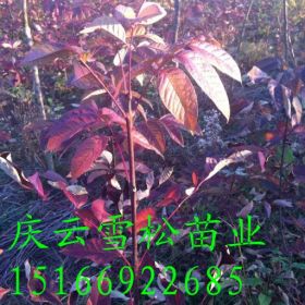 大叶红叶白蜡种植技术红叶白蜡用途