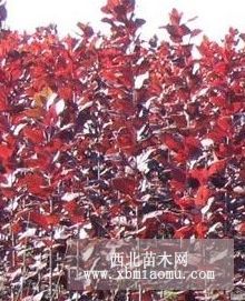 吉林紅葉李、出售紫葉稠李苗、大葉紫葉稠李綠化苗