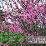 菊花臺(tái)樹苗|優(yōu)質(zhì)菊花碧桃樹苗|大型菊花碧桃種植基地