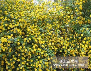 胡枝子、波斯菊、野菊花、金鸡菊、马蔺、蒲公英、二月兰等