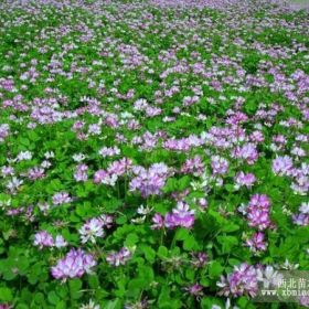 麦冬金边麦冬、玉簪红花酢浆草、矮化美人蕉、大花萱草（金娃娃）