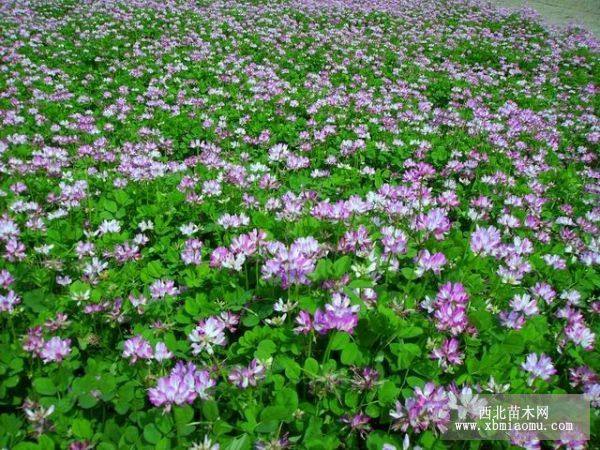 紅花酢漿草、矮化美人蕉