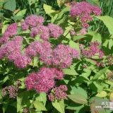 金山繡線菊、紅花繡線菊