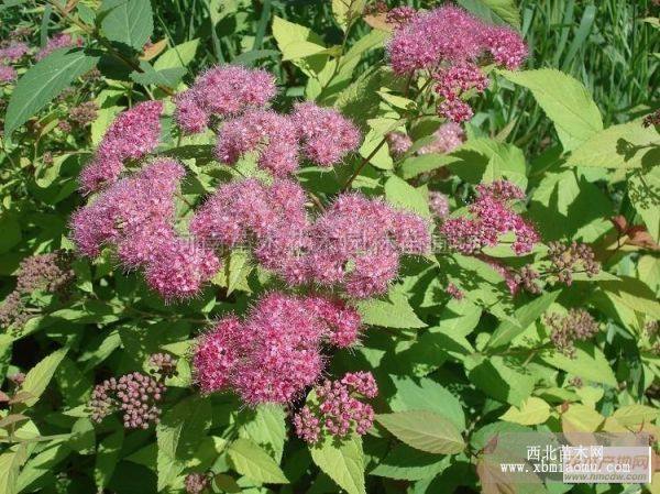 金山绣线菊、红花绣线菊