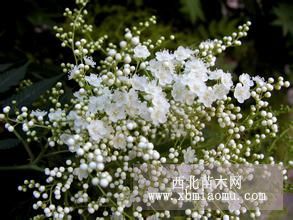 金焰绣线菊、珍珠绣线菊