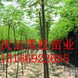 城市綠化擴大農(nóng)民種植速生國槐速生白蠟發(fā)家致富