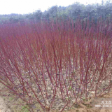 供应红瑞木，红瑞木价格，河南红瑞木种植基地，树苗现货量大