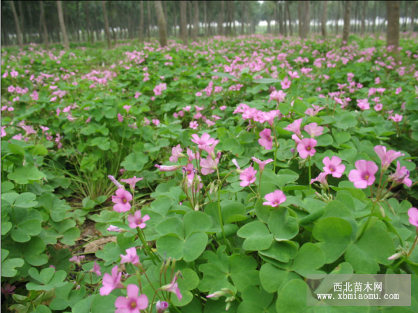 红花炸酱草