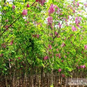 山西臨汾低價直供核桃苗  香花槐