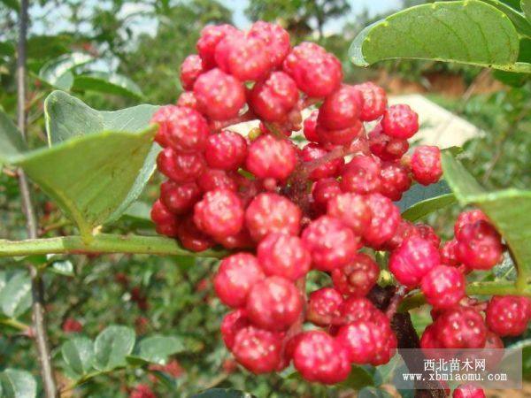 山东花椒树苗