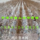 红花忍冬|小白榆|糖槭树—播种小苗扦插种苗|东北苗木价格行情