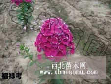 福禄考花|优质宿根福禄考|东北辽宁价格|批发采购