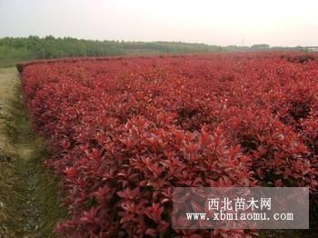 重慶園林苗木春鵑夏鵑紅繼木紅葉石楠四季桂苗場(chǎng)直供