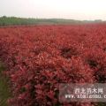 重慶園林苗木春鵑夏鵑紅繼木紅葉石楠四季桂苗場直供