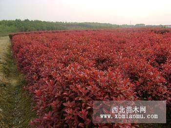 重慶苗木春鵑夏鵑紅繼木紅葉石楠