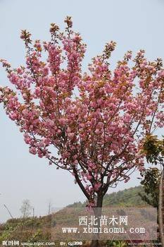 樱花树苗